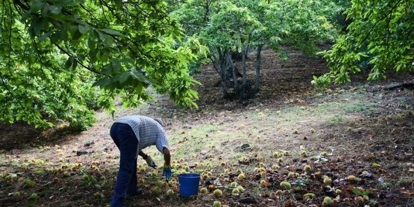 La temporada anterior superó el millón de kilos, registrándose unos 700.000 kilos en la cooperativa de 2º grado Valle del Genal