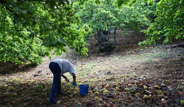 La temporada anterior superó el millón de kilos, registrándose unos 700.000 kilos en la cooperativa de 2º grado Valle del Genal