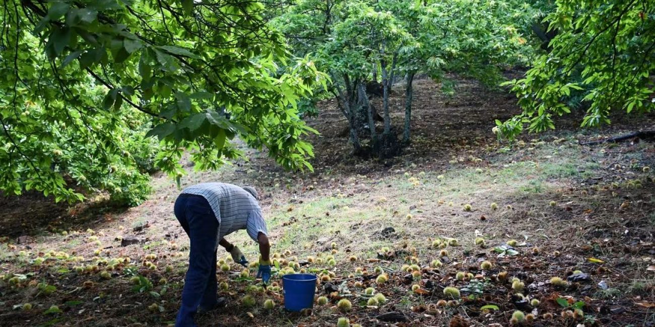 La temporada anterior superó el millón de kilos, registrándose unos 700.000 kilos en la cooperativa de 2º grado Valle del Genal