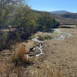 La incidencia ha estado acompañada de signos preocupantes, como aguas de aspecto grisáceo y turbio