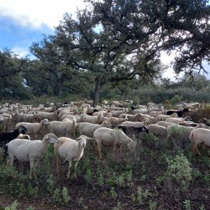 En concreto, las explotaciones se encuentran en 17 municipios de la Serranía