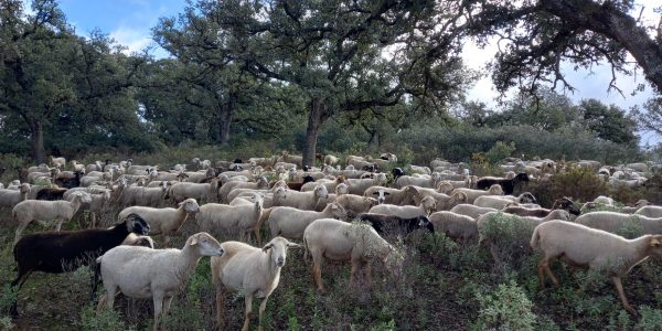 En concreto, las explotaciones se encuentran en 17 municipios de la Serranía