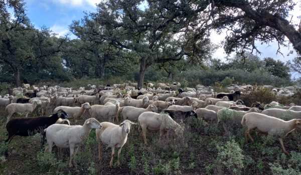 En concreto, las explotaciones se encuentran en 17 municipios de la Serranía