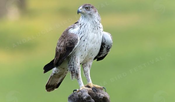 34ff9c594120b8d5fd4cc36ce9ee5b898a44b9ff