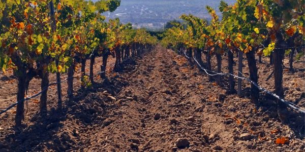 La Bodega Finca Los Frutales