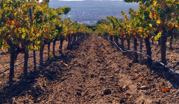 La Bodega Finca Los Frutales