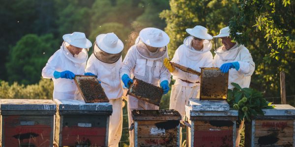 Colmenas de la familia Galindo Ramírez en Faraján.