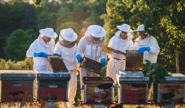 Colmenas de la familia Galindo Ramírez en Faraján.