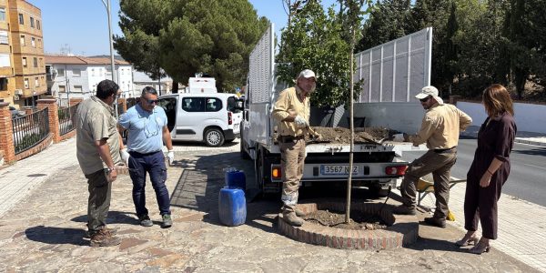 inicio de mejoras en la zona ajardinada situada al final de la calle Sevilla