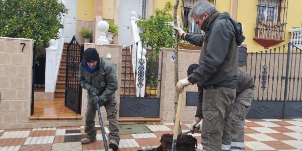 Se quieren completar los 4.000 árboles que se estima que hay en nuestra ciudad