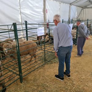 La Feria de Mayo contará con un presupuesto de alrededor de 100.000 euros