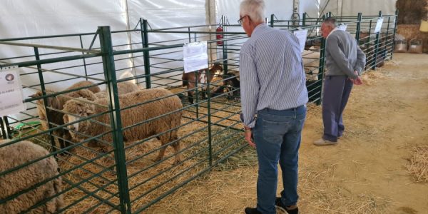 La Feria de Mayo contará con un presupuesto de alrededor de 100.000 euros