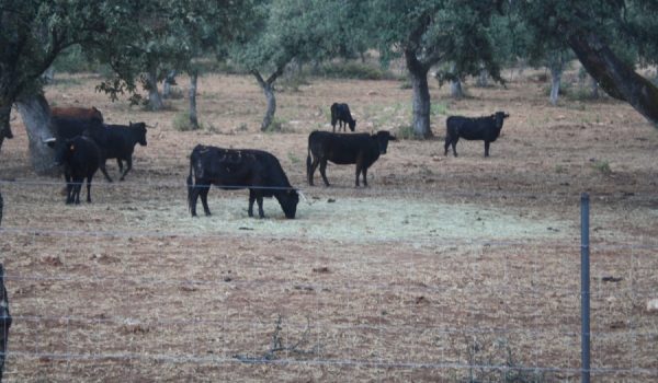 Reservatauro nace con el fin de complementar la oferta turística que ofrece la ciudad y divulgar la tauromaquia.