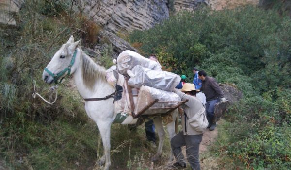 Se empleó un caballo para la extracción de la basura acumulada.