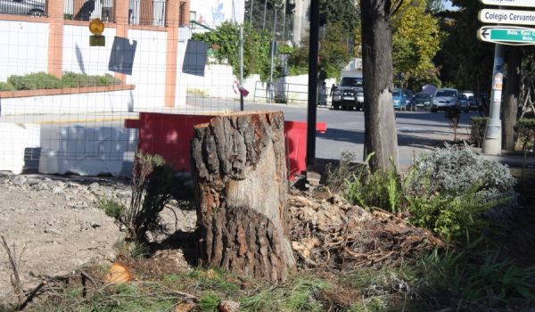 Imagen de uno de los árboles talados en la avenida de Málaga, una de las principales vías de entrada y salida a la ciudad.