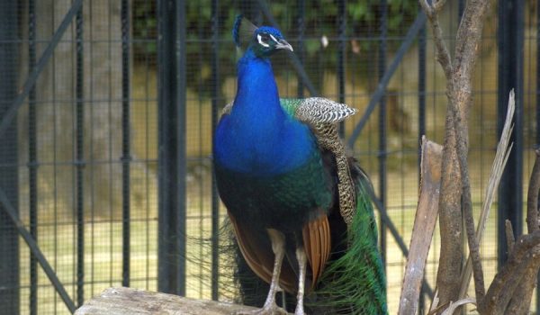 Espectacular instantánea de uno de estos animales, que durante años han convivido en la Alameda del Tajo con otras especies.