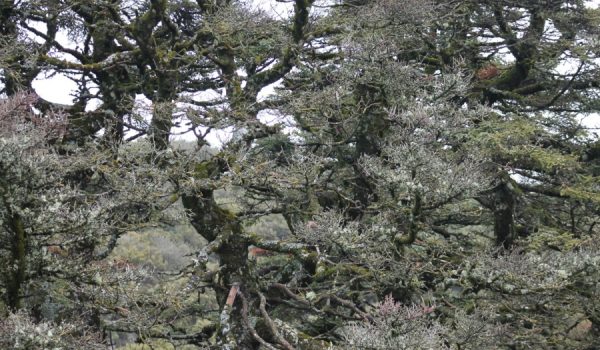 El Pinsapo de la Escalereta se denomina así por la disposición de las lajas calizas a modo de escalones sobre las que ha crecido.