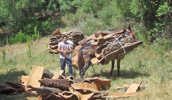 Dos empresas presentaron sus ofertas para la extracción del corcho, resultando concesionaria la que dirige Roque Gutiérrez.