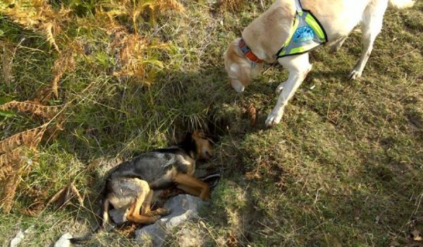 El equipo canino de la Estrategia Andaluza contra el Veneno es una parte fundamental en las investigaciones.