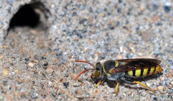 Los ejemplares encontrados pertenecen a una especie autóctona.