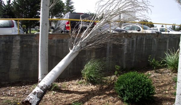 Uno de los árboles arrancados por el viento en la zona de estacionamiento del Hospital de La Serranía.