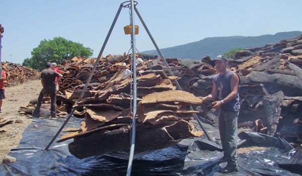 El plazo para la licitación ya está abierto, partiendo de una enajenación de 2.445,10 quintales métricos estimados.