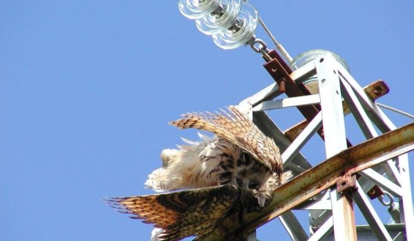 Búho real electrocutado por la falta de aislamiento del tendido eléctrico.