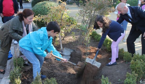 El árbol elegido ha sido un algarrobo chileno, que podría adaptarse a las condiciones climáticas de la ciudad.