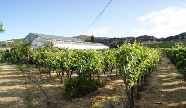 Este certificado supone un importante impulso para el sector vitivinícola.