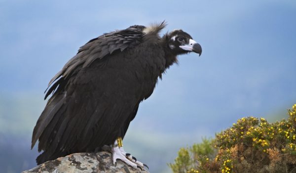 El uso ilegal del veneno se convierte en un problema para las especies migratorias.