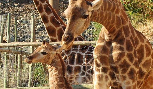La Jirafa Apolo y sus padres.