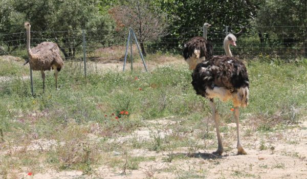 El proyecto cuenta actualmente con una quincena de ejemplares.
