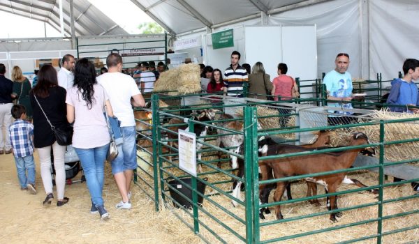 Muestra de raza caprina payoya montejaqueña.