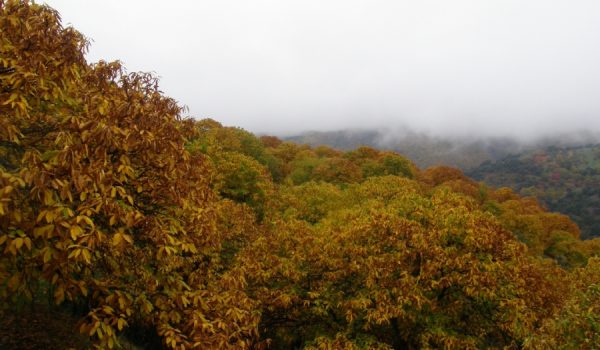 Castaños en el Valle del Genal.