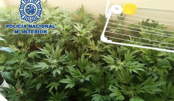Algunas de las plantas se encontraban a la vista de los vecinos.