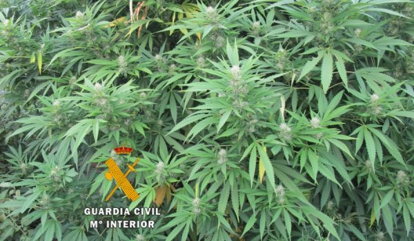 En el registro se encontraron cinco plantas de marihuana de gran tamaño.