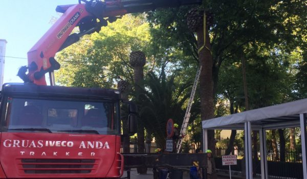 Imagen de la retirada de una de las palmeras junto a la Alameda del Tajo.