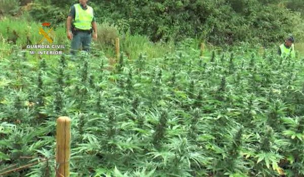 Imagen de parte de la droga aprehendida por la Benemérita