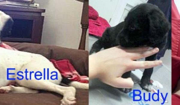 Algunas de las mascotas con las que cuenta la protectora.