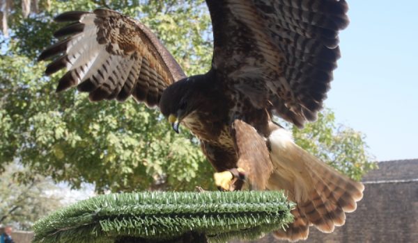 La empresa Gestión de Fauna ha realizado hoy ensayos del espectáculo en el corralón de las Murallas del Carmen.