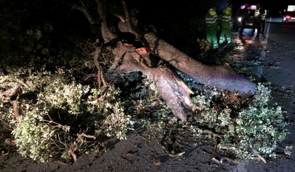 Desprendimiento de un árbol en la carretera que conecta nuestra ciudad con Sevilla