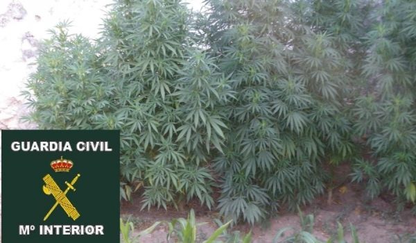 Las actuaciones se desarrollaron en tres domicilios de la localidad, por la Guardia Civil de Benaoján con la colaboración de la Policía Local de la localidad.