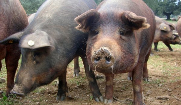 Los hechos sucedieron en la localidad de Benarrabá