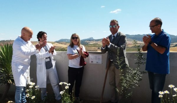 La asociación ALCER ha donado al Hospital de la Serranía un olivo que ha sido plantado en homenaje a los donantes y a sus familiares.