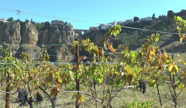 Pese a que las variedades tintas representan a día de hoy alrededor de un 80%, las variedades blancas se venden a buen ritmo, como sostiene el presidente de la Asociación de Bodegueros y Viticultores, Pedro Morales.