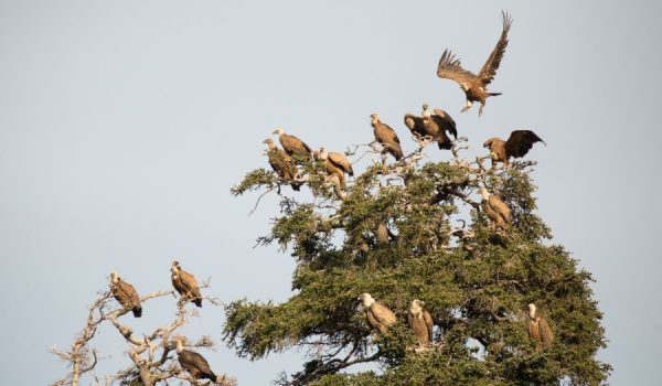 El fotógrafo propone que el muladar se traslade a otra zona con el objetivo de que se disperse la presencia de buitres en el Parque Natural.