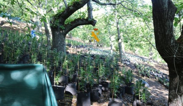 Los agentes emprendieron la investigación al detectar, entre otros indicios, fuertes medidas de seguridad en la finca.