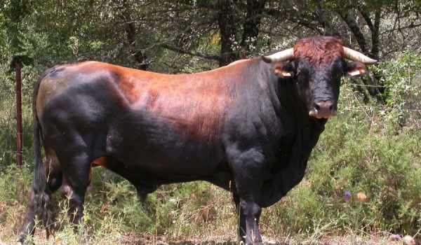Dos vacas pajunas de la Serranía están participando en este innovador proyecto.