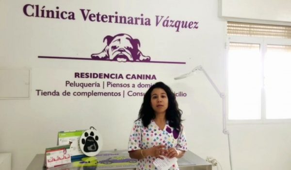 La veterinaria rondeña recomienda que las patas de las mascotas sean desinfectadas con toallitas de clorhexidina.