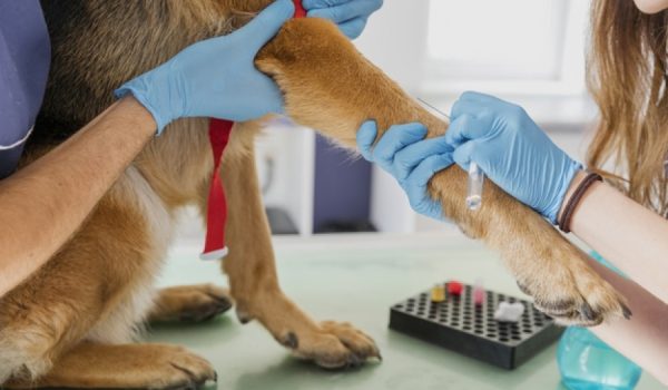 Los veterinarios reclaman la rebaja del IVA de sus servicios que se mantiene en el 21%.